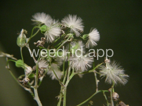 hawksbeard, Asiatic